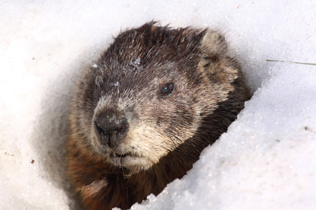 twenty-interesting-facts-about-groundhog-day1